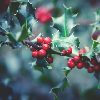 A Very Bonnie Christmas Concert with The Wighton Singers image