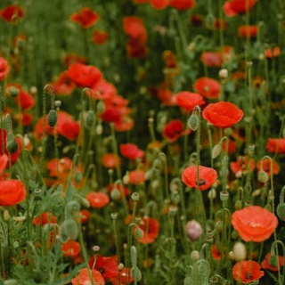 Angus, Perthshire and Fife Festival of Remembrance 2025 image