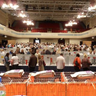 The Dundee Championship Cat Show 2025 Image