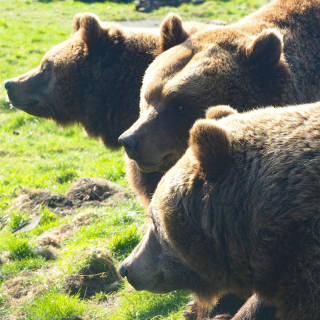 Happy Bears Day at Camperdown Wildlife Centre! image