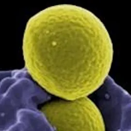 Your Immune System with Roddie McKenzie Image