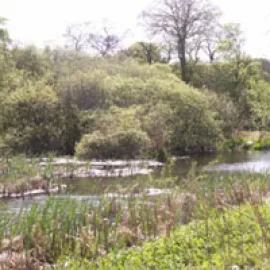 Trottick Mill Ponds Local Nature Reserve image