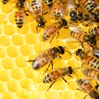 East of Scotland Beekeepers Association Beginners Course Image East of Scotland Beekeepers Association Beginners Course Image