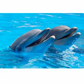  Marine Wildlife and The Power of Citizen Science Image