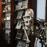 DArcy Thompson Zoology Museum Saturday Open Days Image