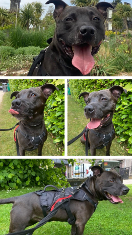 Rocky, Cross Staffie, male, not neutered, 5 years old, black/brown, medium, short hair. Rocky, Cross Staffie, male, not neutered, 5 years old, black/brown, medium, short hair.