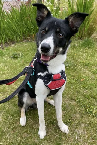Benji, Border Collie, Male, 1 year and 7 months old, tri colour, short hair, medium.
