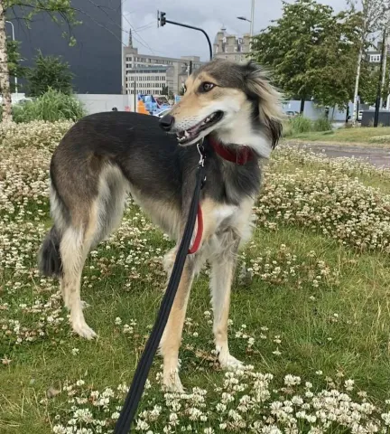 Coco, Saluki/Lurcher, Female, 4 years old, Black Tan and White, Medium to Large, Semi long hair.