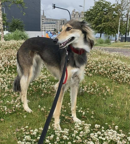 Coco, Saluki/Lurcher, Female, 4 years old, Black Tan and White, Medium to Large, Semi long hair. Coco, Saluki/Lurcher, Female, 4 years old, Black Tan and White, Medium to Large, Semi long hair.