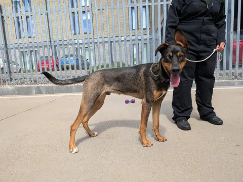 Enzo, Cross Doberman/Husky, Male, 8 Months old, Tan/Black Sable/White, Short Hair, Large