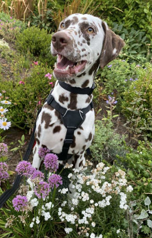 Willow, Dalmatian, Female, 2 and a half years old, white with brown spots, short hair, medium to large. Willow, Dalmatian, Female, 2 and a half years old, white with brown spots, short hair, medium to large.