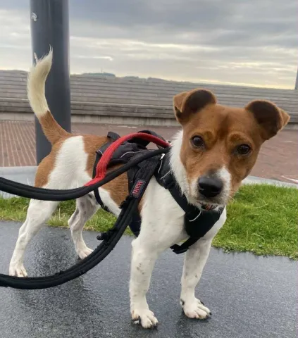 🐾Sparky, Jack Russell, Male, Under 1 Year Old, Tan & White, Small, Short Hair.