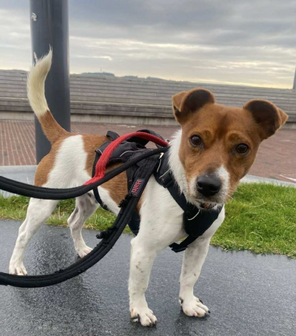 🐾Sparky, Jack Russell, Male, Under 1 Year Old, Tan & White, Small, Short Hair. 🐾Sparky, Jack Russell, Male, Under 1 Year Old, Tan & White, Small, Short Hair.