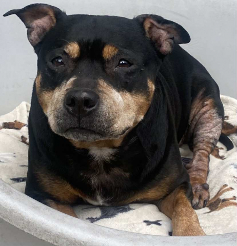 Esme, Staffordshire Bull Terrier, Female, Approximately 8 to 9 Years Old, Black Tan & White, Small to Medium, Short Hair. Esme, Staffordshire Bull Terrier, Female, Approximately 8 to 9 Years Old, Black Tan & White, Small to Medium, Short Hair.