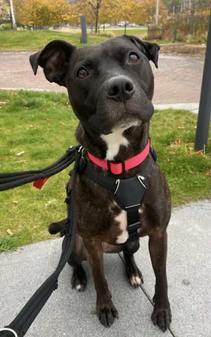 Sassy, Staffie Cross, Female, 4 Years Old, Brindle & White, Medium, Short Hair.