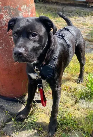 🐾Percy, Cross Labrador, Male, Approximately 6 to 8 Years Old, Black & White, Medium, Short Haired.