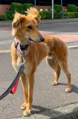  Foxy, Saluki Cross, Male, Approximately 1 to 2 Years Old, Tan and Black, Medium, Feathered Coat. 