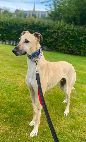 Rusty, Lurcher, Male, 4 years old, Fawn, Large, short hair.