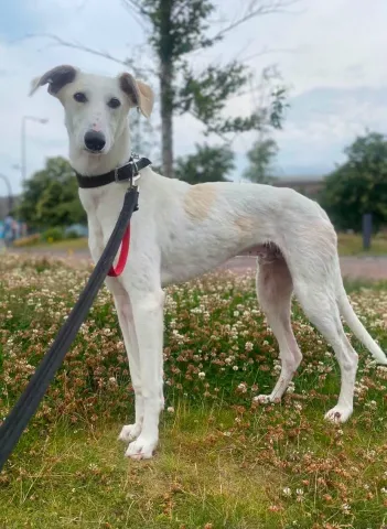 🐾Bolt, Lurcher, Male, 10 Months Old, Large, White & Fawn, Short Hair. 🐶