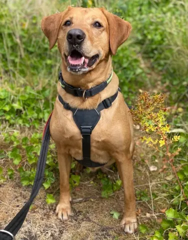Aurora, Labrador, Female, 8 Years Old, Red, Medium, Short Hair