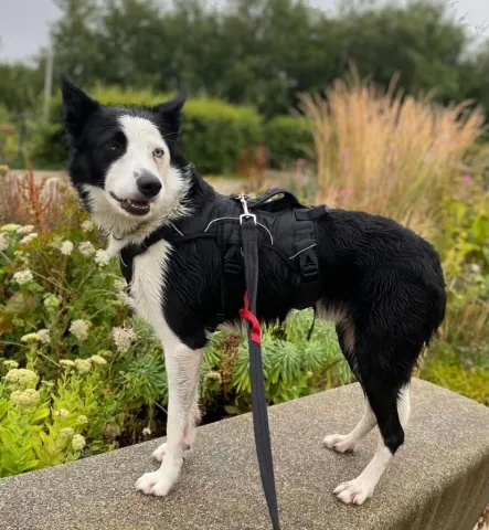 Blue, Collie, Male, 4 Years Old, Black and White, Medium.