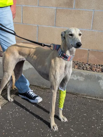 Lass, Lurcher, Female, Approximately 11 Months Old, Fawn, Medium, Short Hair