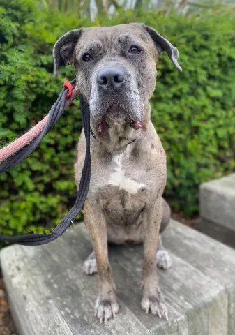 Ava, Cross Breed, Female, 2 - 3 Years Old, Grey Merle, Large, Short Hair.