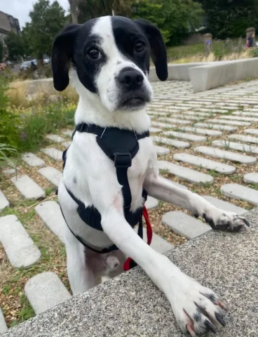 Logi, Cross Breed, Male, 8 Years Old, White & Black, Small, Short Hair.