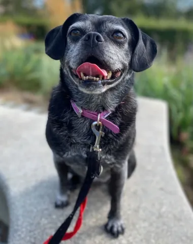 Kit, Pug Cross, Female, 10 Years Old, Black & Grey, Small, Short Hair