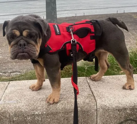 Mayple, English Bulldog, Female, 6 Years Old, Blue Tan & Grey, Medium, Short Hair