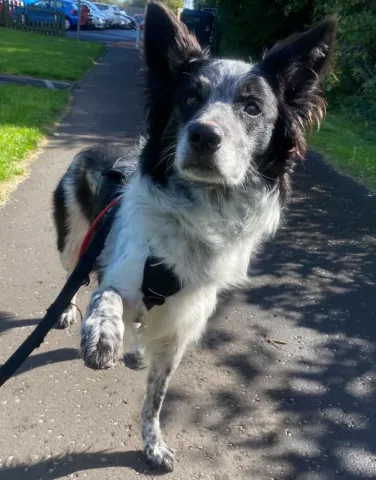 Jess, Collie Cross, Female, Black & White, Medium, Semi Long Hair