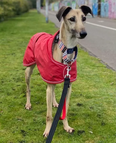 Honey, Lurcher, Approximately 7 to 8 years Old, Medium to Large, Fawn & White, Short Hair.