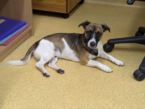 🐾Benji, Jack Russell Type, Male, Approximately 1-2 years old, White/Brown/Black Sable, Short Hair, Small