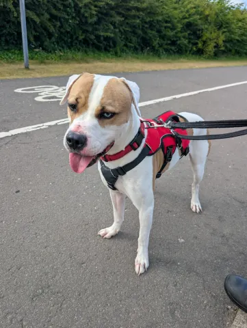 Billy, American Bulldog Type, Male, Approximately 3 Years Old, White & Tan with One White Eye, Large, Short Hair