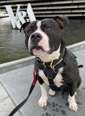 Blue, Staffie, male, approximately 2 years old, black and white, short hair, medium Blue, Staffie, male, approximately 2 years old, black and white, short hair, medium