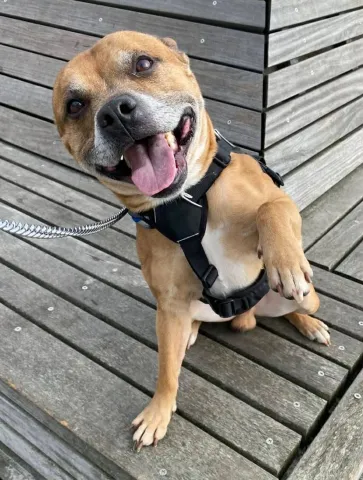 Buddy, Staffie, Male, 6 years old, Tan/Grey Muzzle, Medium, Short Haired. 