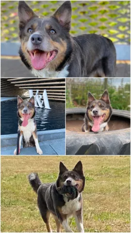 Capri, Collie, Female, 9 Years Old, Tri Colour, Medium, Short Hair