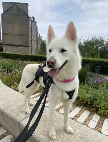 Cora, Husky, Female, 2 years 6 months old, white and fawn, semi-long haired, medium to large. 