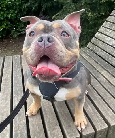 Daisy, Pocket Bully. Female, 2.5 Years Old, Grey/Tan/White, Small to Medium, Short Hair.