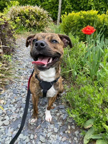 Elle, Cross Staffie, female, approximately 6/7 months old, brown brindle and white, short hair, medium.