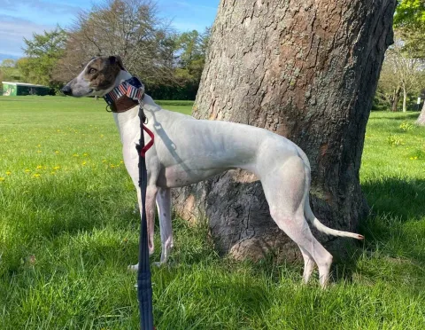 Honey, Lurcher, Female, 1.5 Years Old, White & Brindle, Medium to Large, Short Hair
