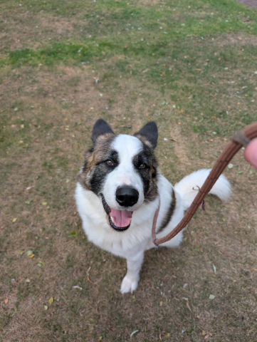Bear, Akita/Husky Cross, 4 years old, Male, Semi Long hair, White/Brown/Black, Large. Bear, Akita/Husky Cross, 4 years old, Male, Semi Long hair, White/Brown/Black, Large.