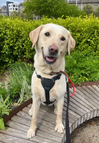 Iona, Labrador, Female, 7 Years Old, Yellow, Medium, Short Hair. 