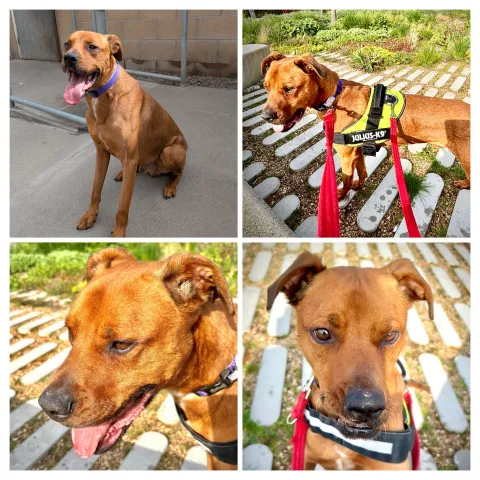 Jeff, Mongrel, male, approximately 6–7 years old, Tan and white, short hair, large