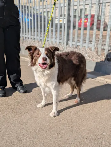 Maizie, Collie, Female, 7.5 Years Old., Brown & White, Medium, Long Haired.