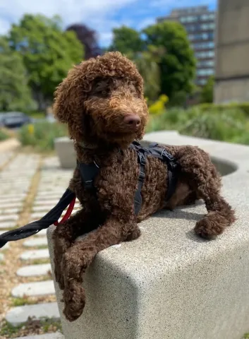 Mu, Standard Poodle, Male, 4 Months Old, Chocolate Brown, Large, Curly Coat