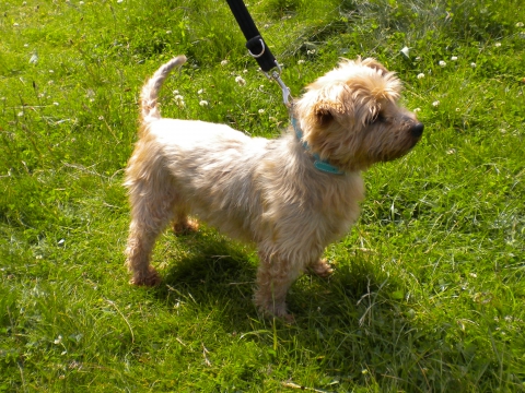 Ziggy (2015) Image Ziggy (2015) Image