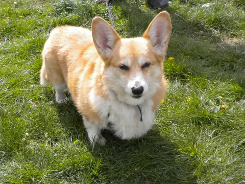 Cutechie (2016) Image