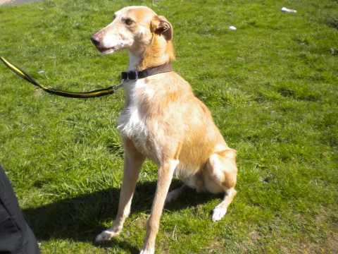 Charlie (2017) Image