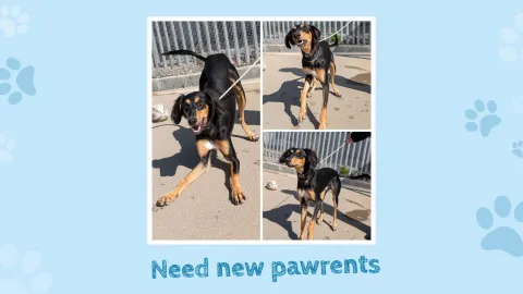 Reggie, Saluki type, male, 8 months old, black and tan, semi long hair.